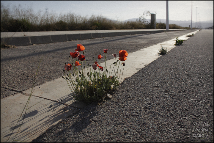 Naturaleza Urbana en Sagunto fotografía, naturaleza urbana, Sagunto, serie