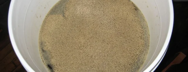 adding yeast to the beer wort