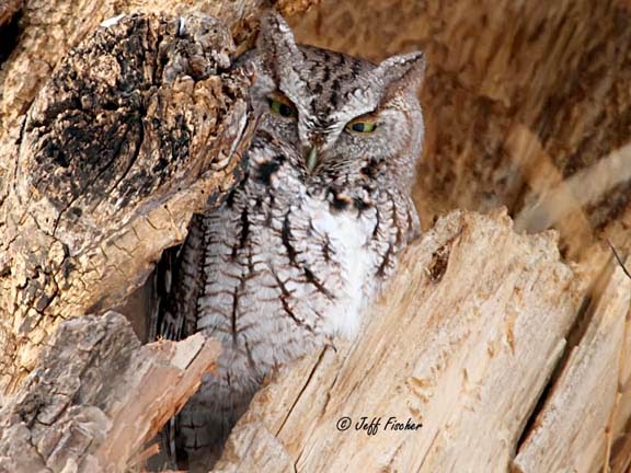 Eastern Screech-Owl Gray