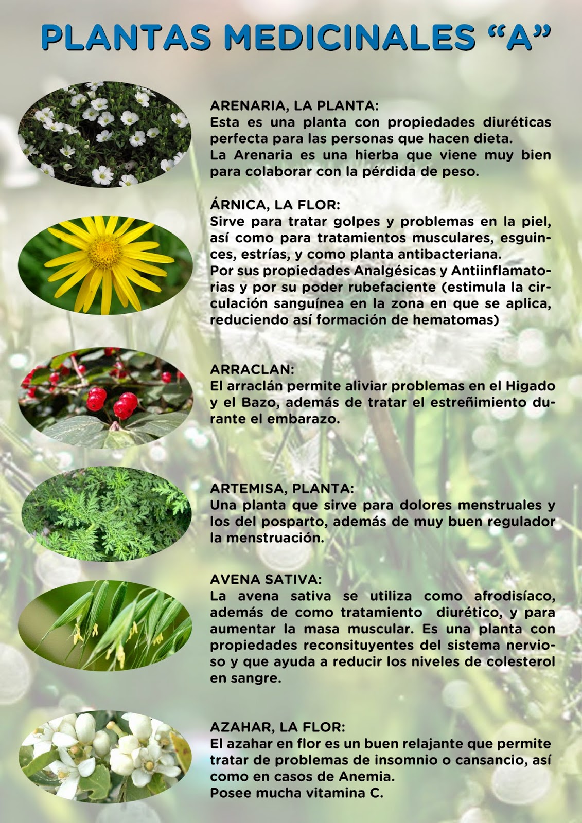 Las Plantas Medicinales Y Sus Usos Curativos Infografías Y Remedios ...