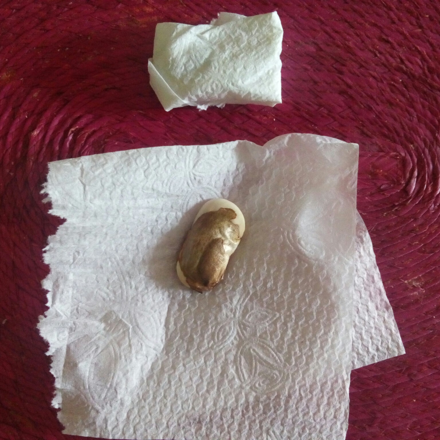 Como Germinar Una Semilla De Mango Aburrido o Aburrida?: abril 2019