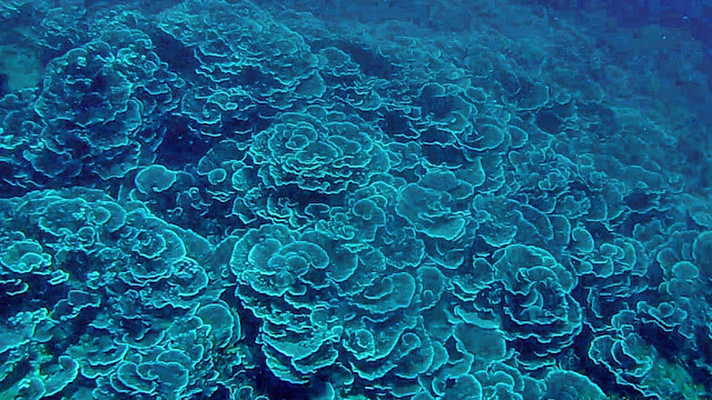 different types of corals at Gili Mangkok - Foliose coral