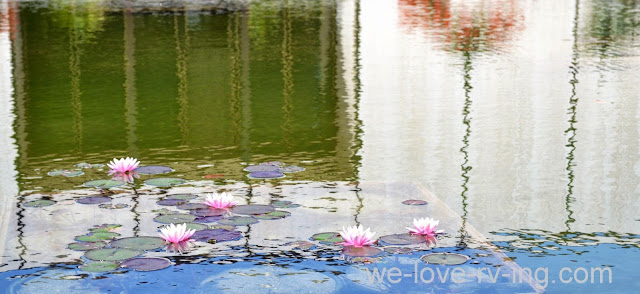 Water lilies are blooming amid the reflections on the pond