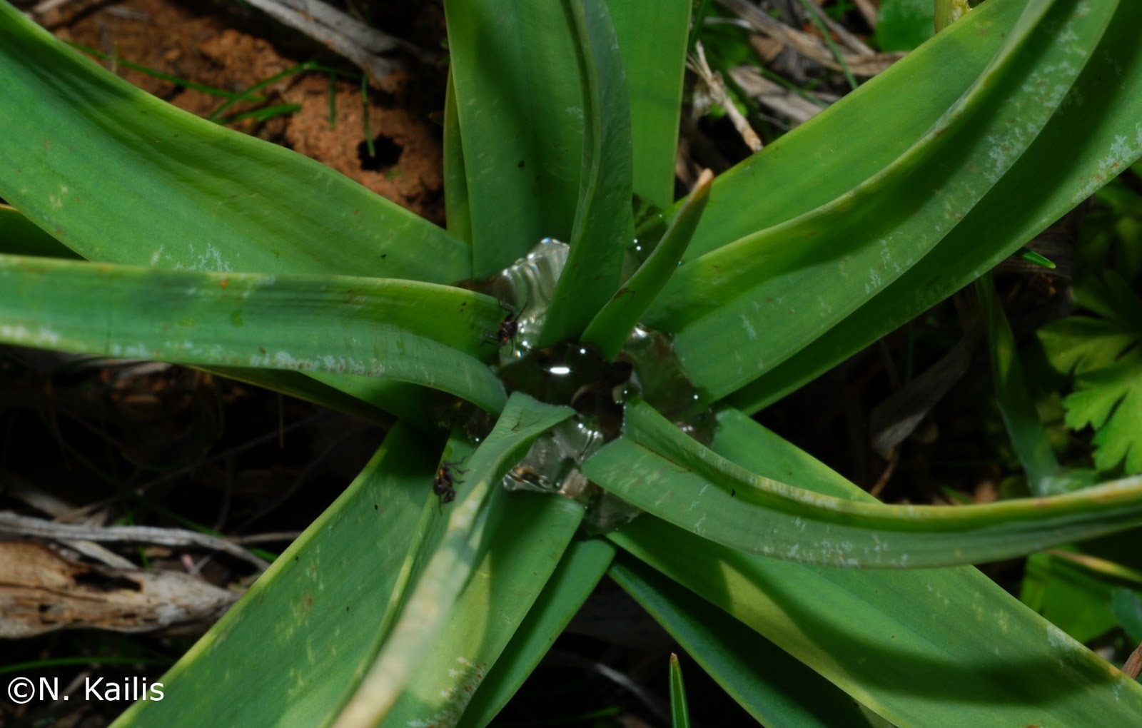 Χλωρίδα της Σύρου Asphodelus ramosus L.