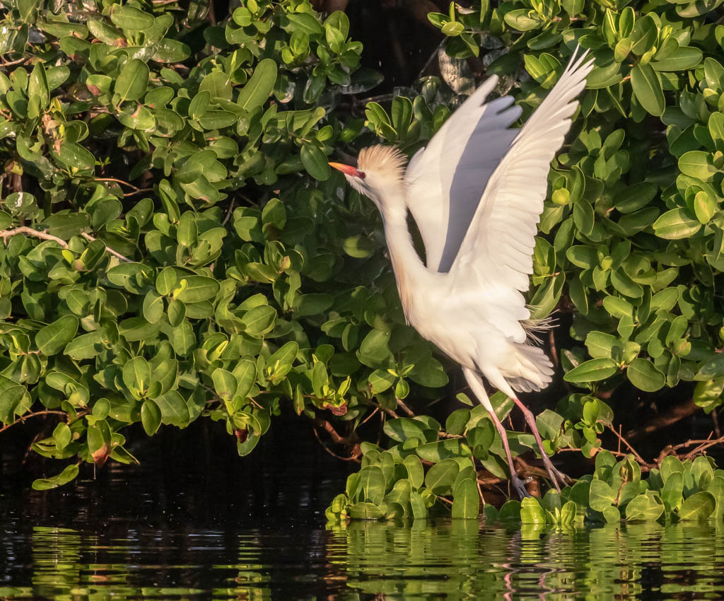 T & L Adventures Bird Island East (Coffee Pot Bayou) 31019