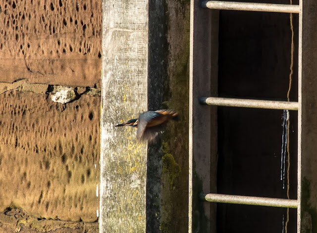 The kingfisher making its getaway Photo of the kingfisher flying away