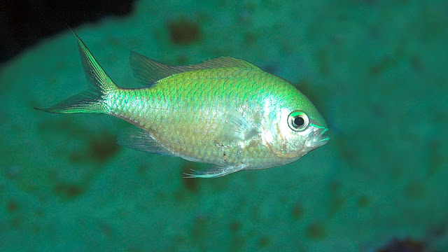 Ikan Laut Asli Indonesia Chromis Viridis