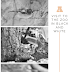 A Visit to the Zoo - In Black and White