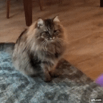 VdjTY5O.gif