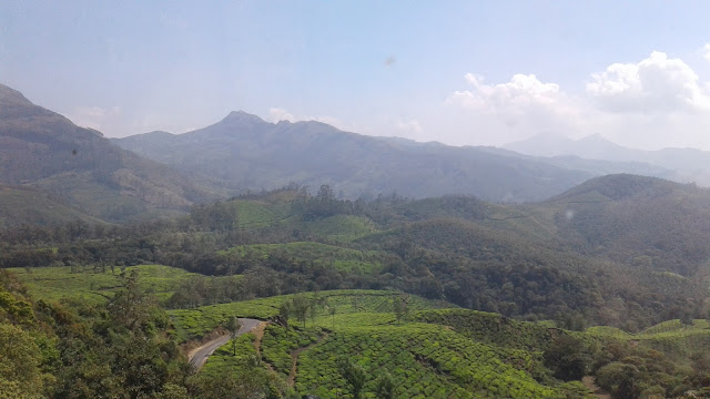 tea estate from eravikulam national park, munnar, kerala, india