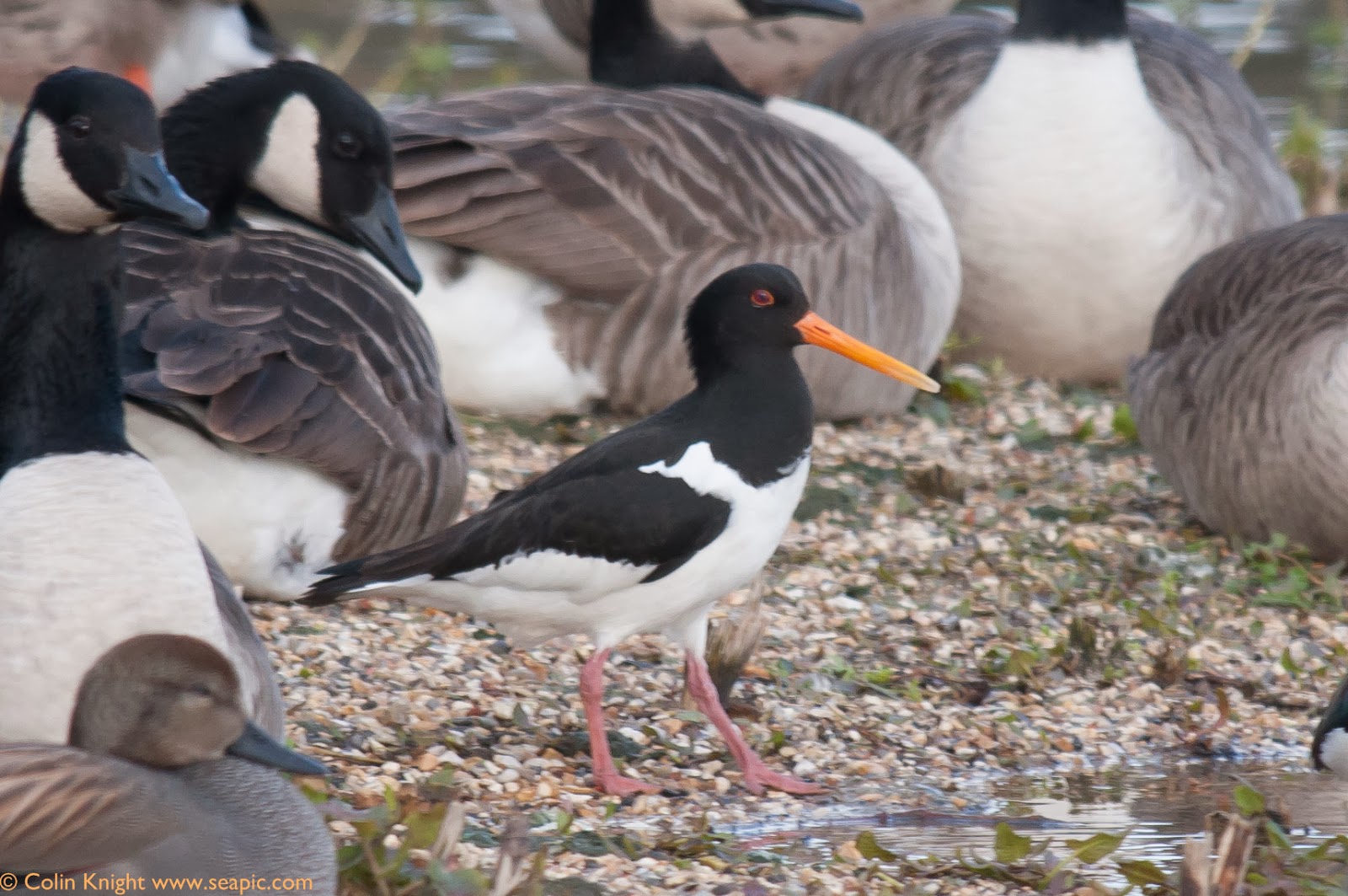 Postcards from Sussex Arundel exotics