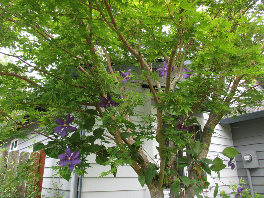 My Petal Press Garden Blog Clematis climbing tree