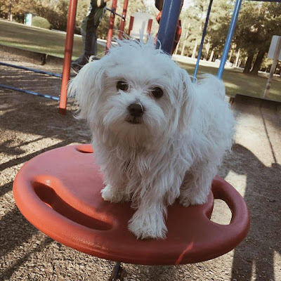 adiestramiento bichon maltes mandar al bichon maltes