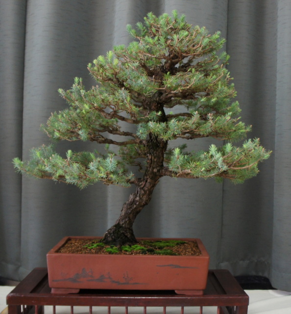 newzealandteatreebonsai Bonsai Exhibition in Perth 2013