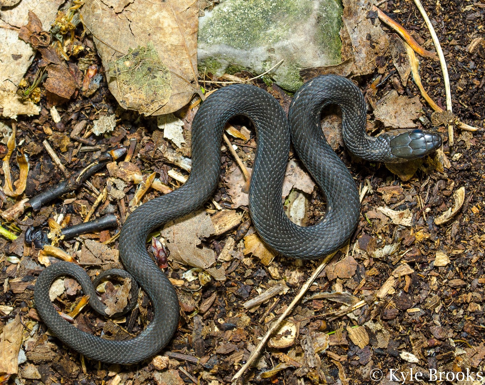 Melanistic Common Gartersnake Melanistic Common Gartersnake