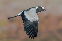 Blacksmith plover - Birds In Flight Photography: Canon EOS 7D Mark II Gallery Copyright Vernon Chalmers