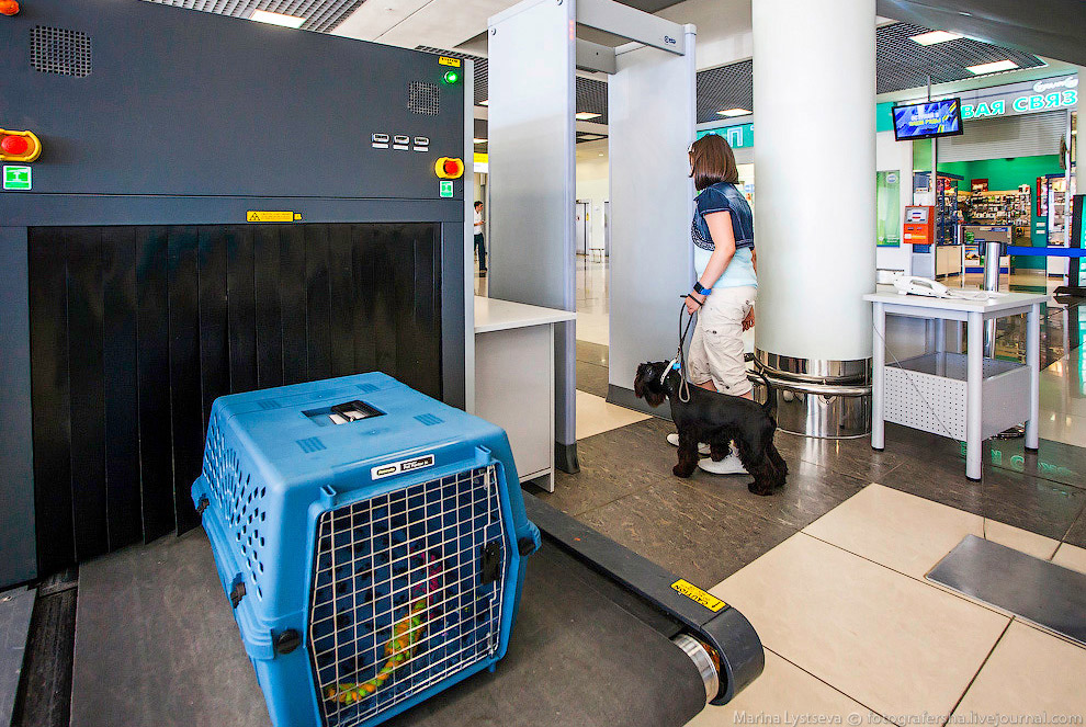 Funny animals Tips For Shipping Animals Overseas