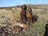 "NIKA Y RUTH" (mis perros de caza que han sido regalados este mes de Enero de 2012)