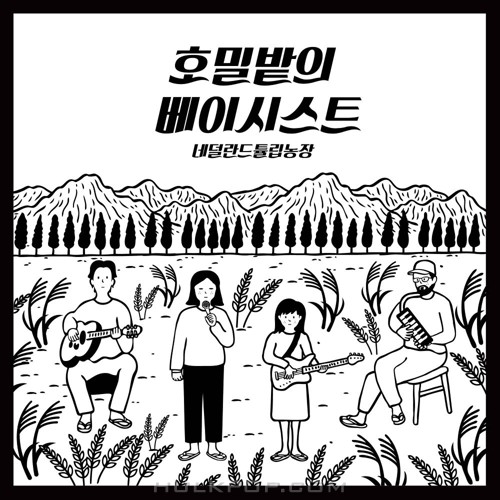 netherlands tulip farm – HOMILBAT BASSIST – Single