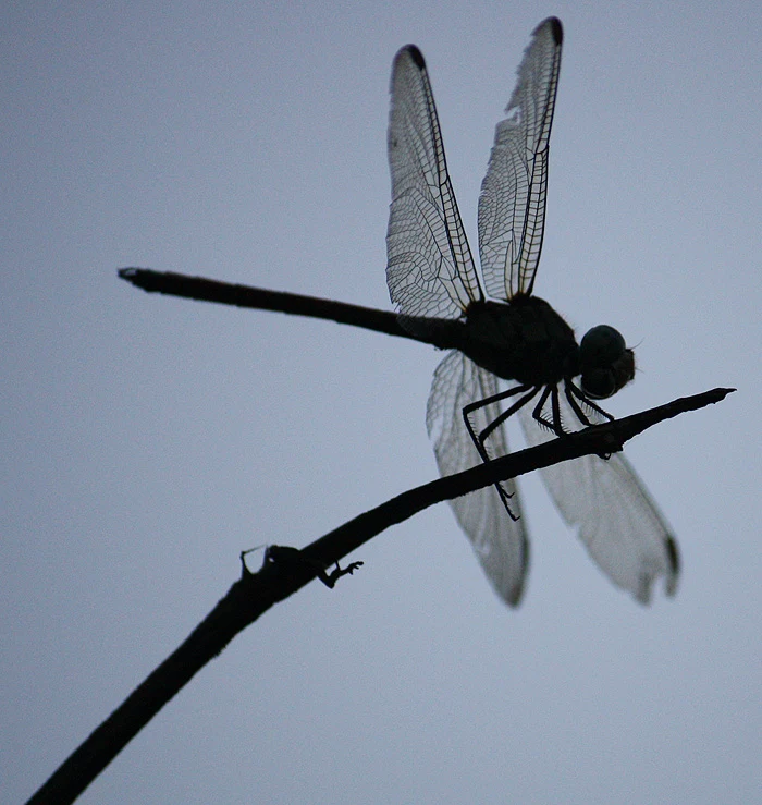Dragonfly - shot without a flash