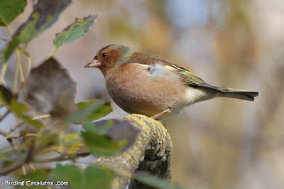 Pinsà vulgar (Fringilla coelebs)