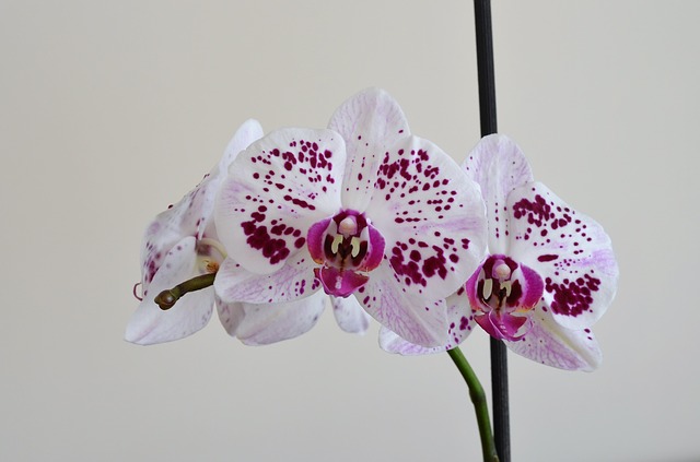 hoa lan hồ điệp đẹp 5