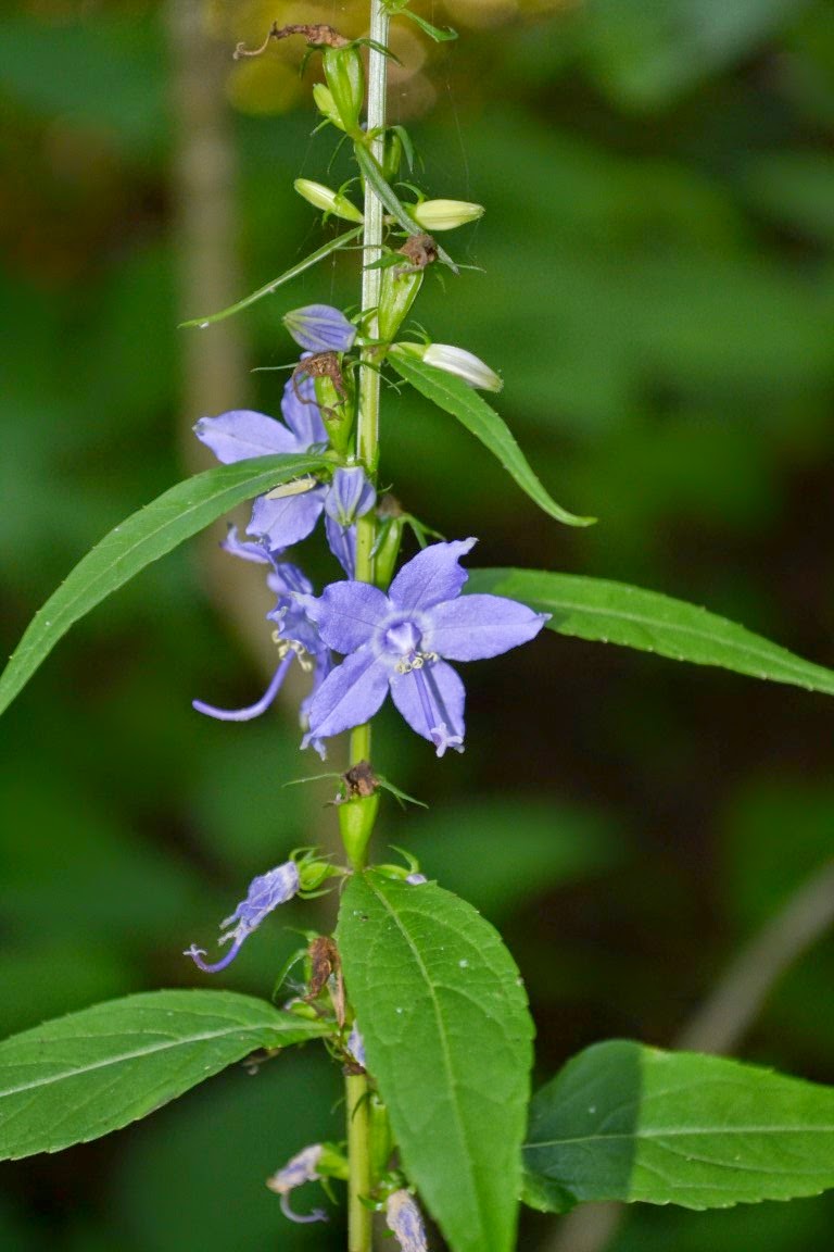 West Virginia Native WildflowersThe Big Year, 2013 State