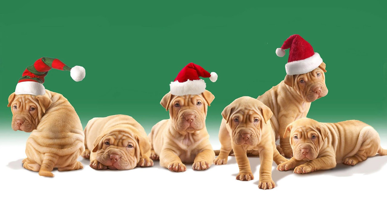 40 prachtige honden foto