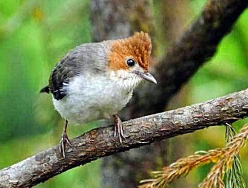 Mengetahui Lebih Dekat Burung Yuhina Di Habitat Aslinya Alam Bebas