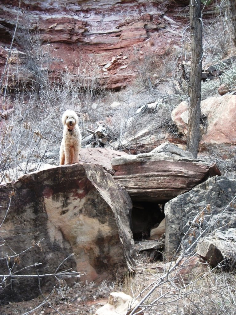 Songs from the wood Rare Cuddle Wolf Utah Sighting