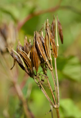 Sweet Cicely Myrrhis odorata seedpods