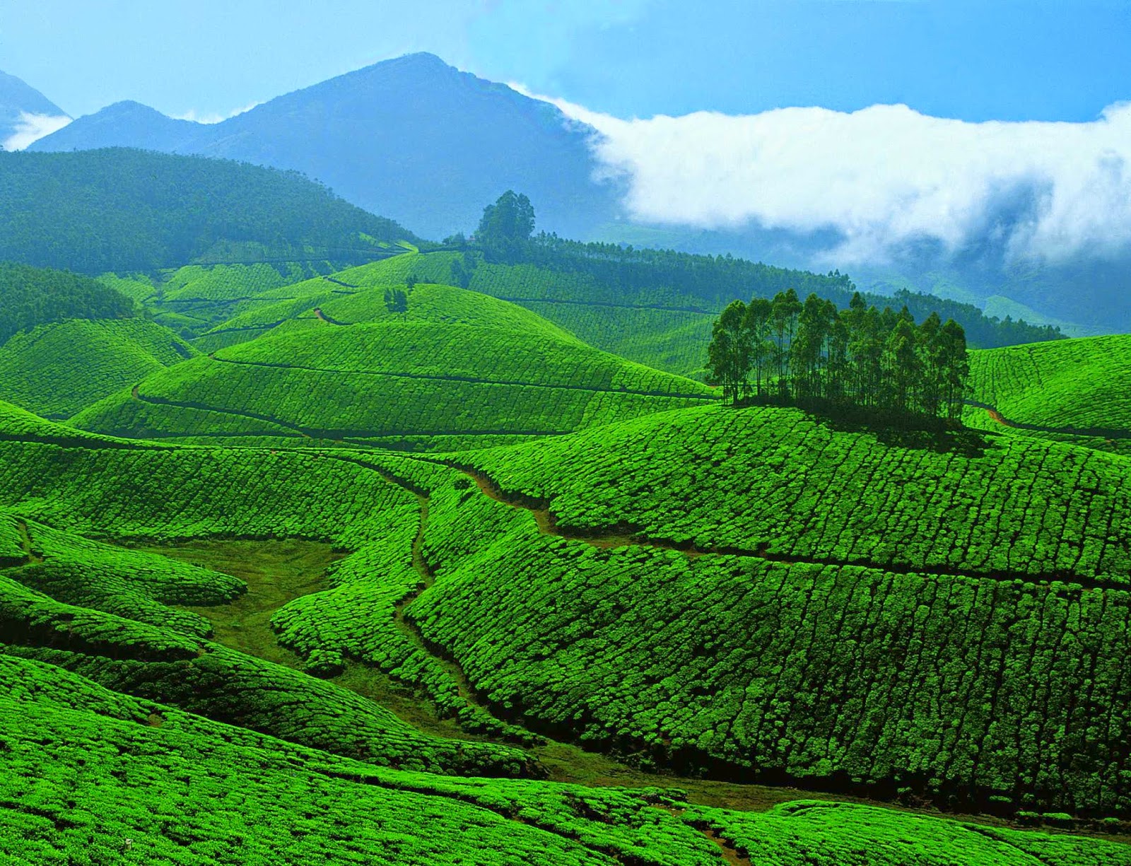 kerala tourist places munnar