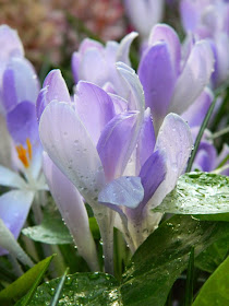 Vanguard crocus Allan Gardens Conservatory 2015 Spring Flower Show by garden muses-not another Toronto gardening blog 