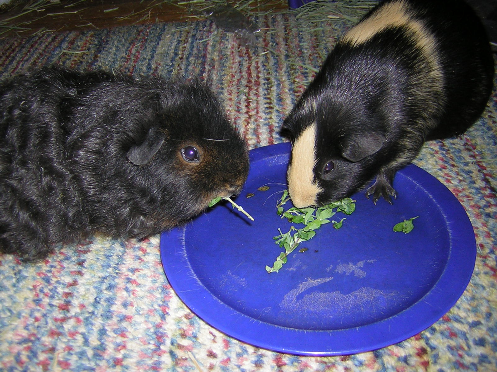Cavy Savvy A Guinea Pig Blog Can Guinea Pigs Eat Marjoram