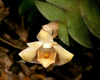 Lan Hoàng thảo tai hổ - Dendrobium leonis (Lindl.) Rchb.f.