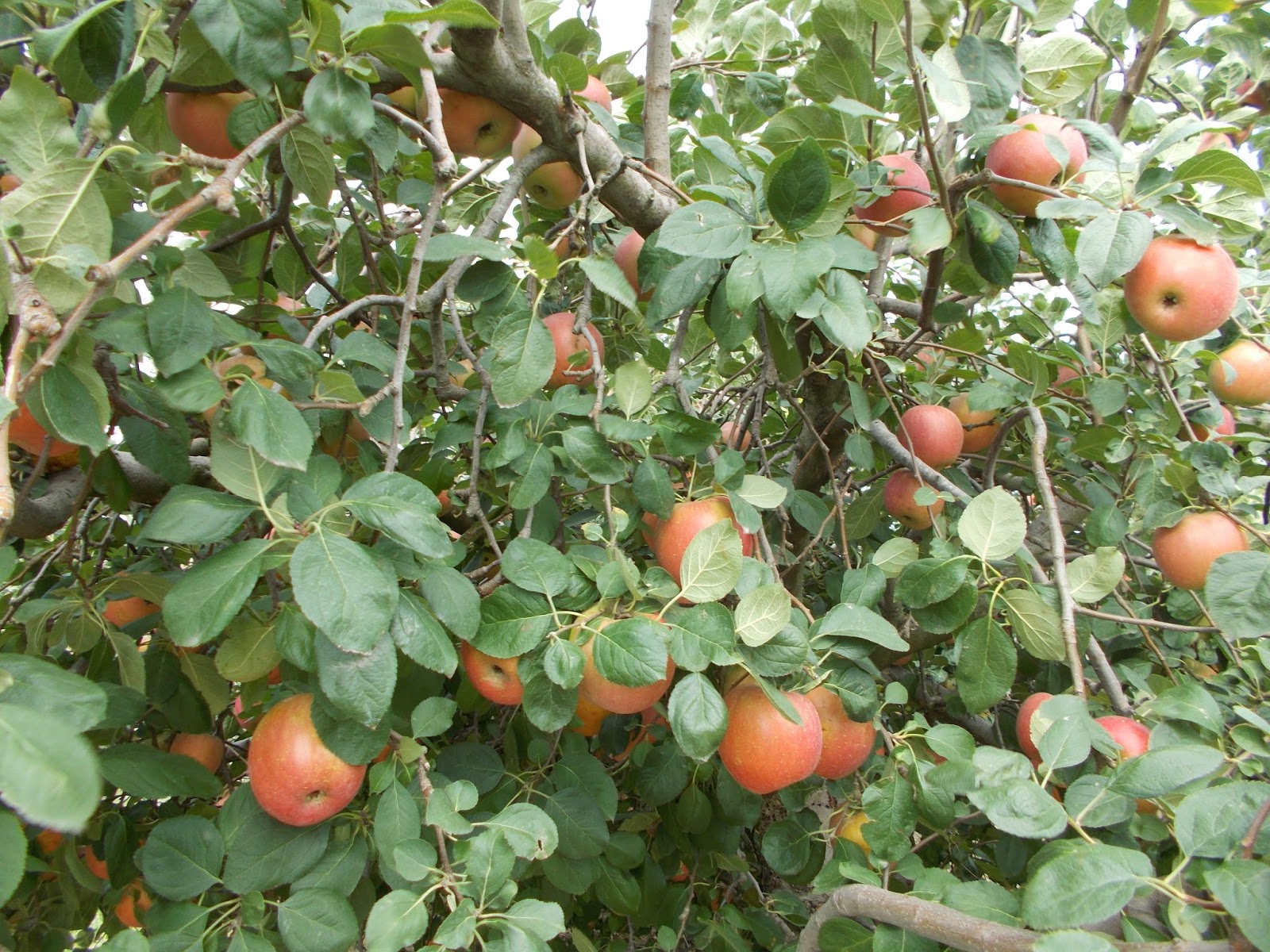 Brenda's Berries & Orchards Many Apples Ripe Now