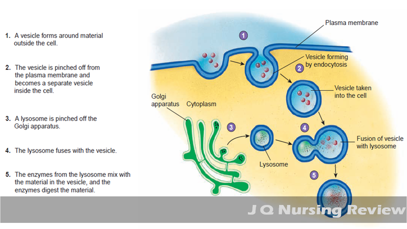 JQ Nursing Review A&P Lecture 1.8 Lysosomes
