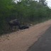 ¿Este Animal Logró Revivir A Su Compañero Muerto?