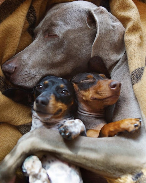 Not sure which of the 3 is happiest Not sure which of the 3 is happiest