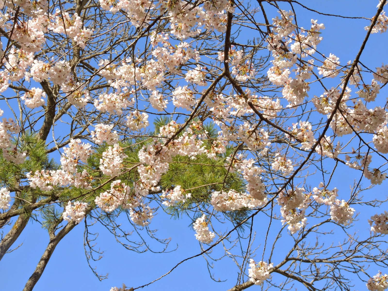 Деревья в апреле. Ялта цветет алыча. Прунус авиум цветение. В японии зацвела сакура. Какие деревья сейчас в цвету.