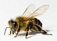 Los Insectos. Generalidades- abeja