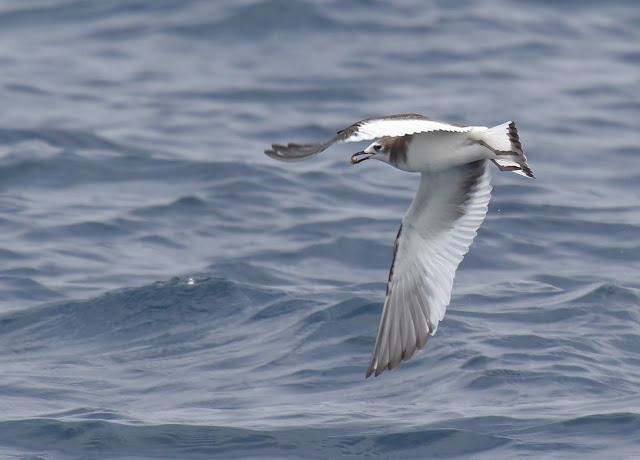 Juvenile Sabine's Gull Juvenile Sabine's Gull