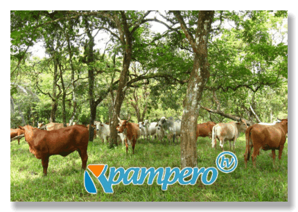 Pampero TV Pampero TV