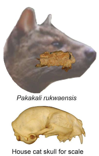 Fossil discovery in Tanzania reveals ancient bobcat-sized carnivore Fossil discovery in Tanzania reveals ancient bobcat-sized carnivore
