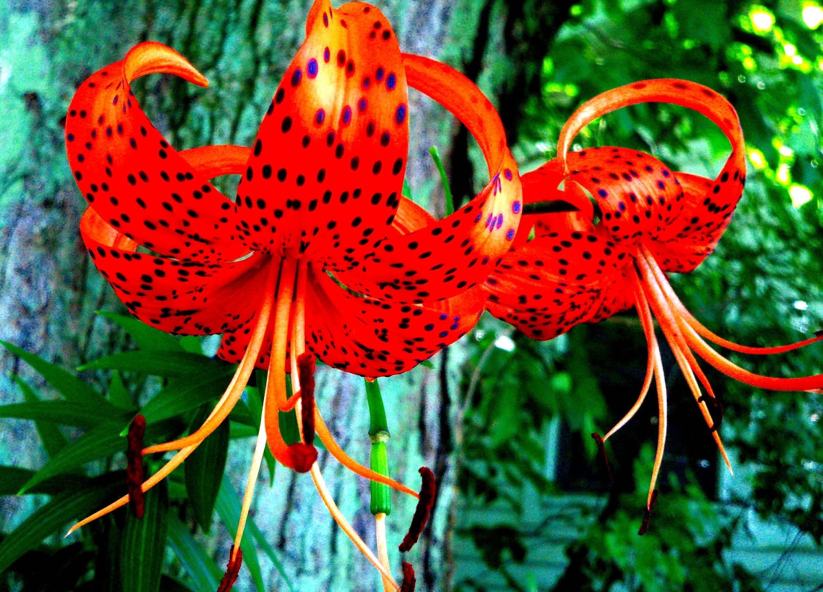 MarianneDowFoto Blog Art Photography by Marianne Dow Spotted More