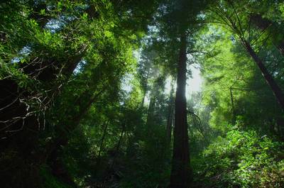 Download Some Awesome Chrome OS Wallpapers Forest
