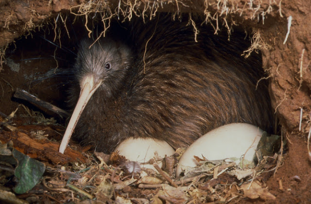 Resultado de imagem para ave kiwi