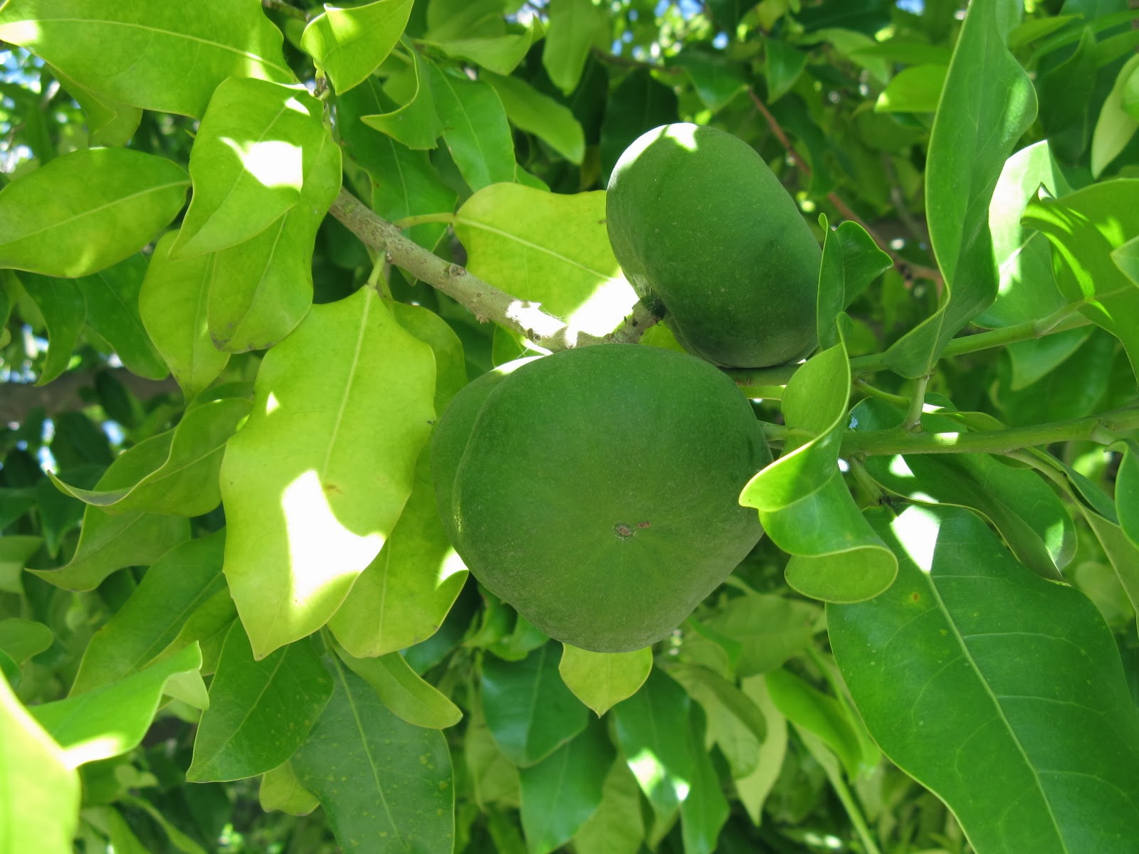 Trees of Santa Cruz County Olmediella betschleriana Guatemalan Holly