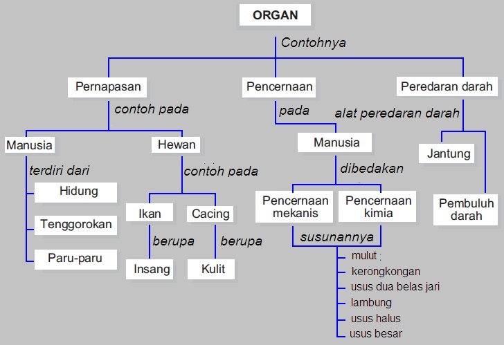  Fungsi  Organ  Tubuh Manusia dan  Hewan  Pelajaran IPA SD MI 