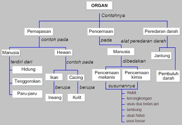 Fungsi Organ Tubuh Manusia dan Hewan